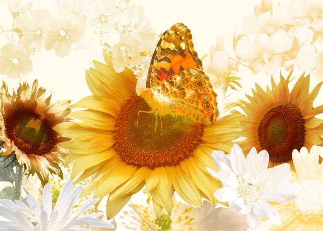 Schmetterling auf Blüte