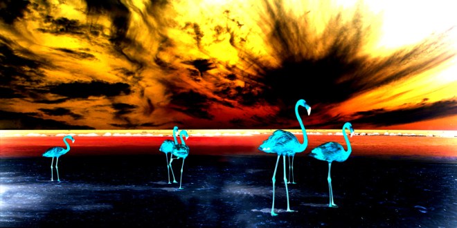 Flamingos in der Sonne, Lesestoff der Verpflichtet