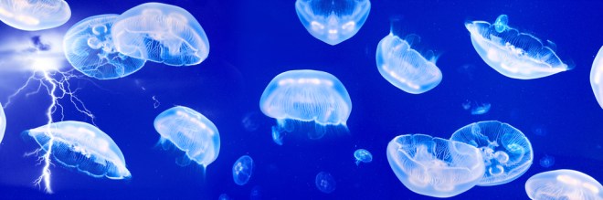 Quallen im blauen Meer der Gegenwartsliteratur