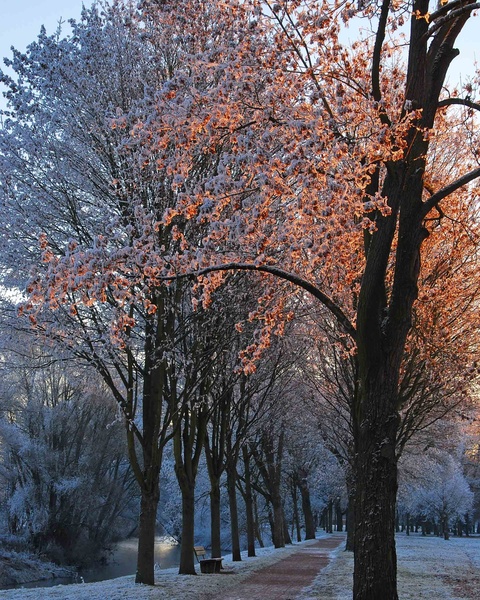 Bäume am Straßenrand