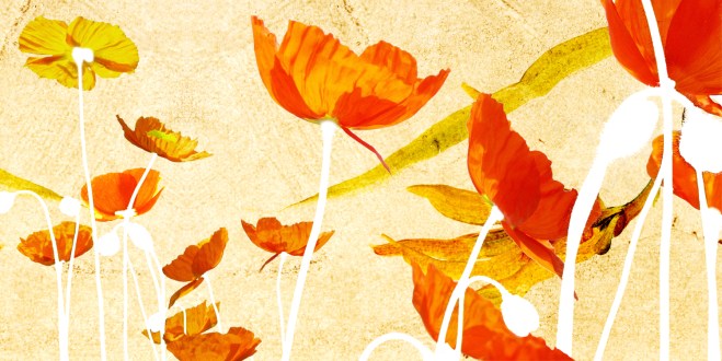 Mohn blume als Poster