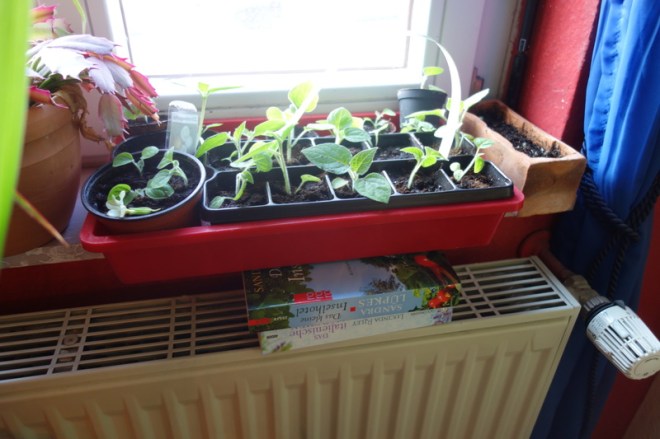 Pflanzen auf der Heizung